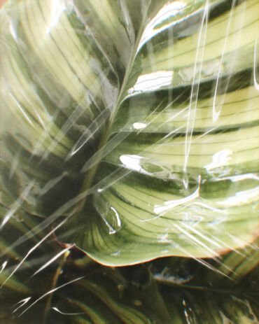 Legendary branding’s  mascots